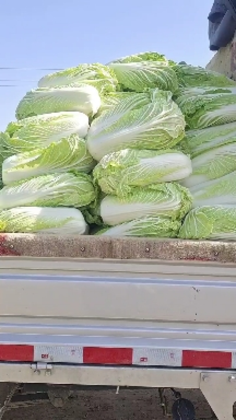 大荔白菜青杂三号大荔上市……………………
