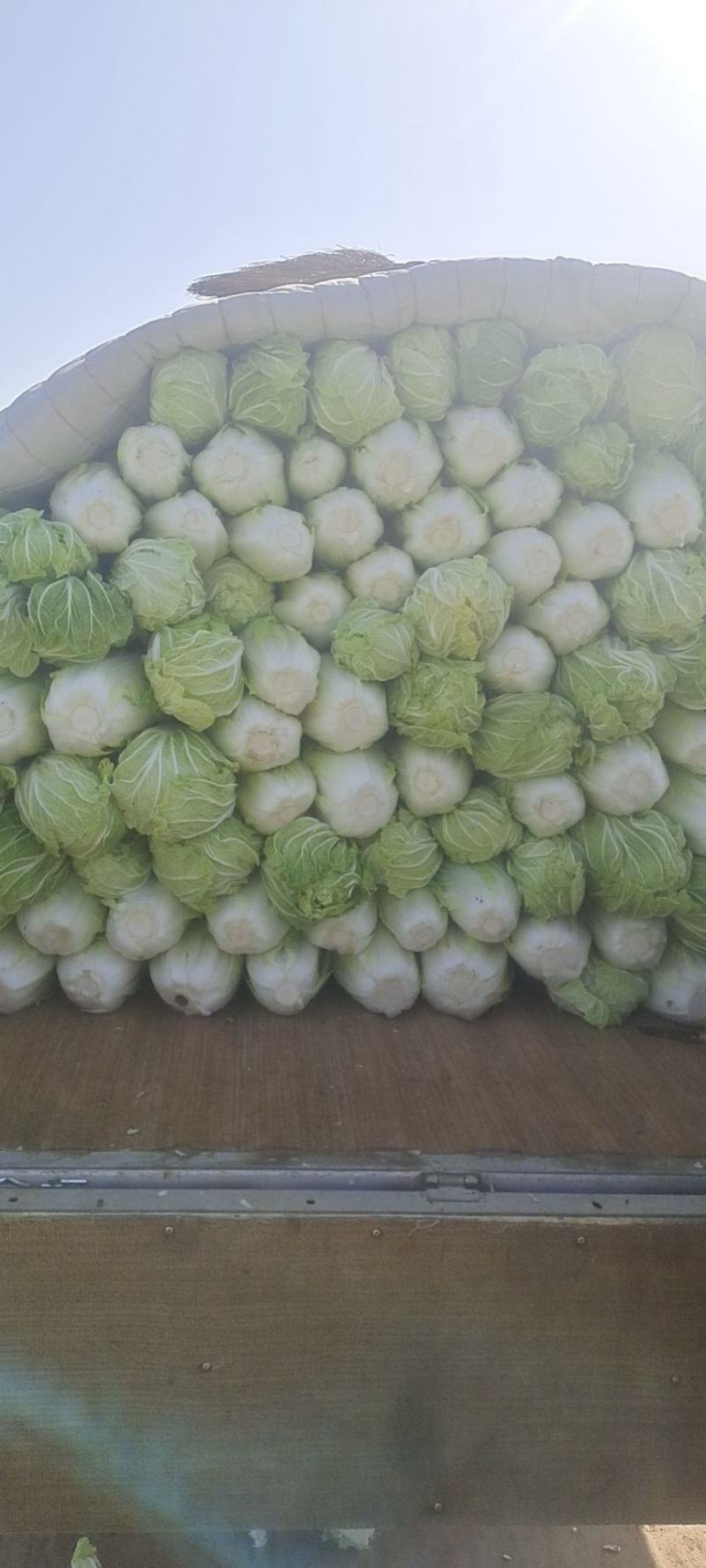 大荔白菜青杂三号大荔上市……………………