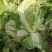 大荔白菜青杂三号大荔上市……………………