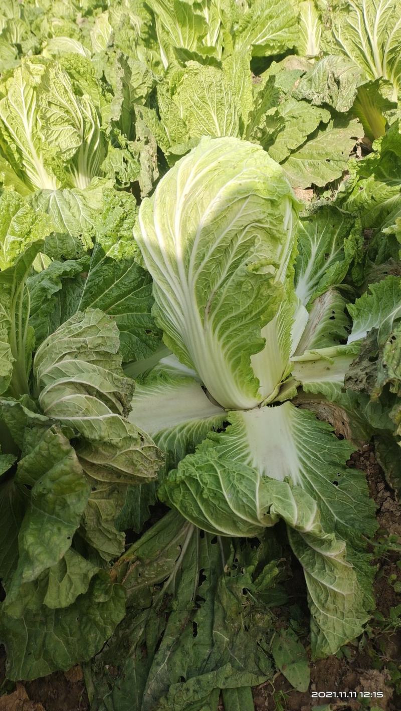 大荔白菜青杂三号大荔上市……………………