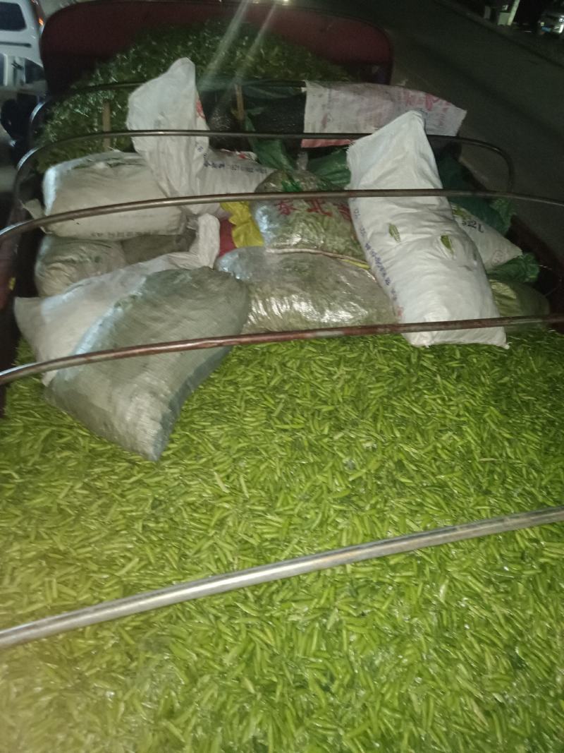 中豌6号9号12号大量出货…………………