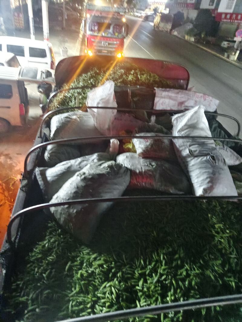 中豌6号9号12号大量出货…………………
