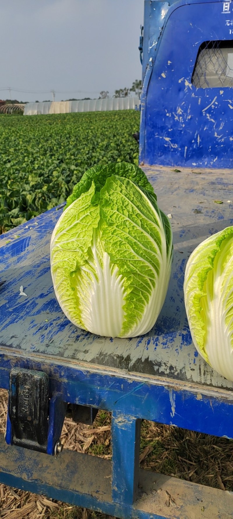 精品矮棵黄芯大白菜，产地直发，货源充足，支持任何包装