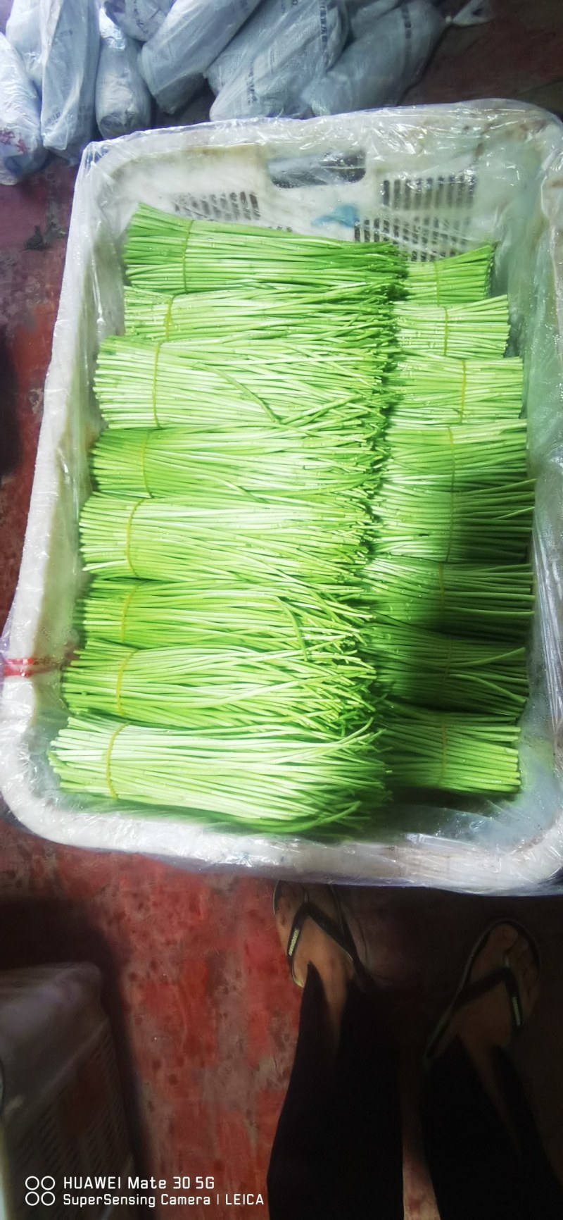 康寿农业，专业芦蒿