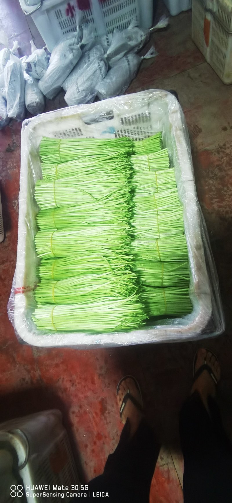 康寿农业，专业芦蒿