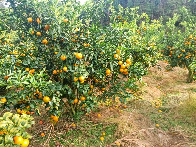 云南沃柑