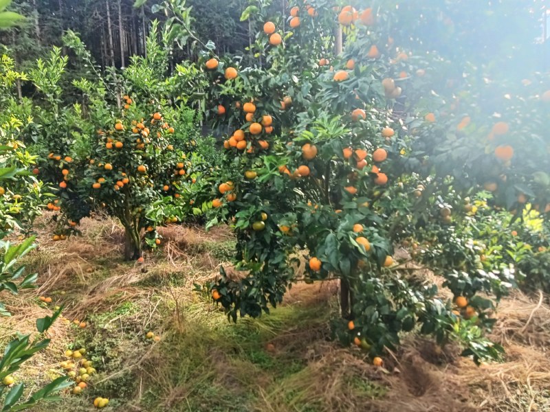 云南沃柑