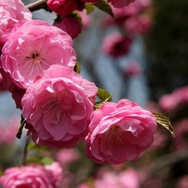 重瓣榆叶梅