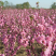 重瓣榆叶梅