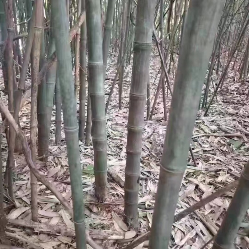 金镶玉竹，直径3公分，高度80公分，带根。用于园林绿化。