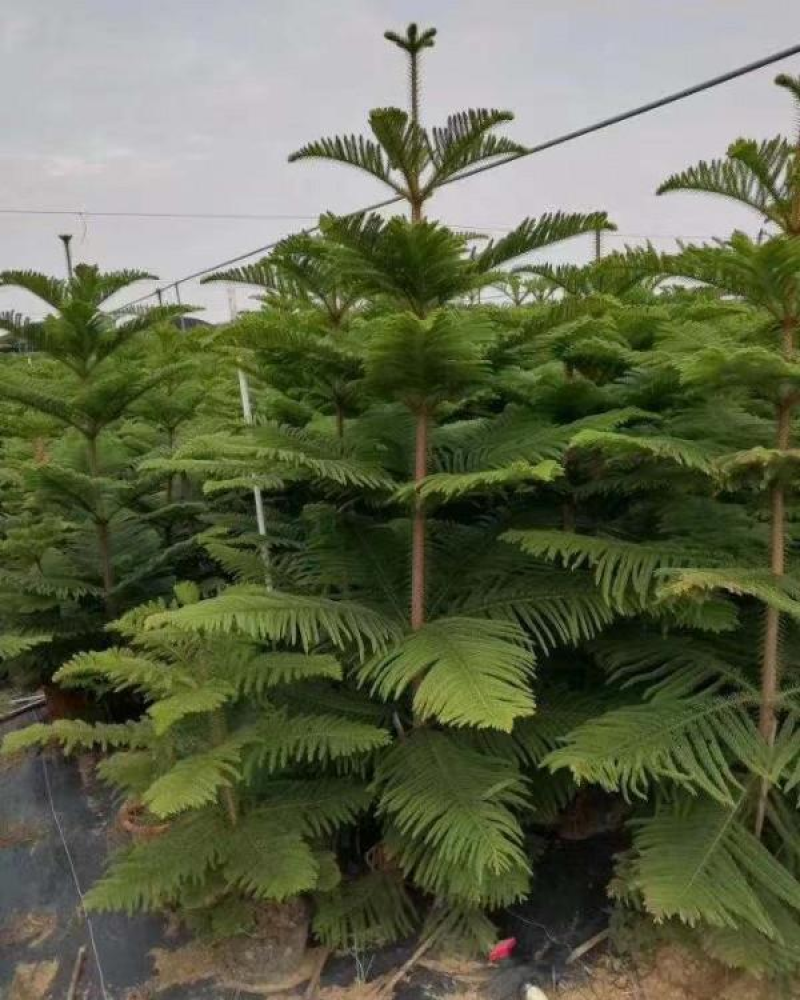 新采林木树种南洋杉种子澳洲杉鳞叶南洋杉塔形南洋杉种子