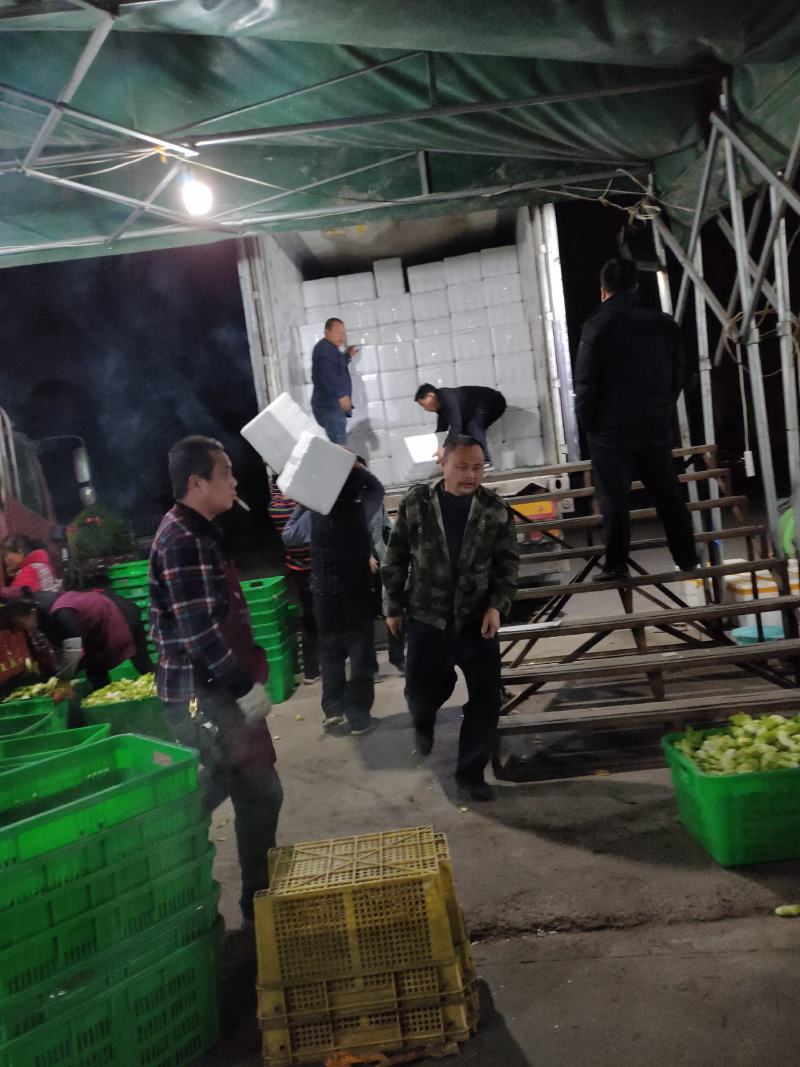 儿菜，成都儿菜，质优量大，发货速度，全国走货，产地直销