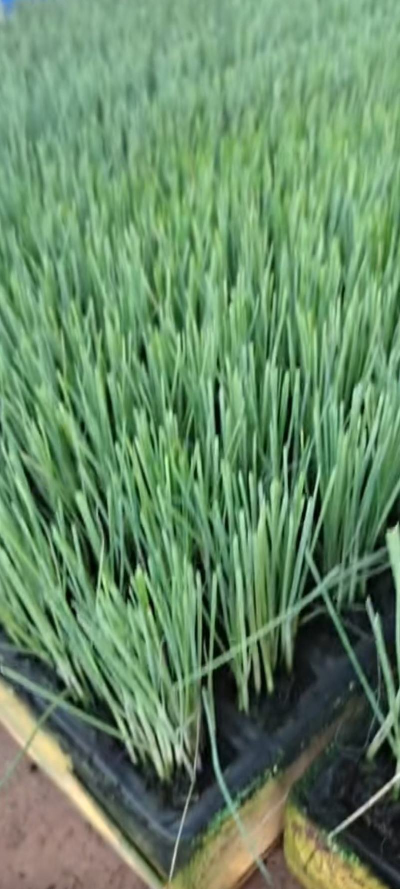白根蒜苗，秧苗，抗病能力强，耐高温，抗低温