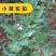 前胡种子观果种籽国产散装四季一年生红色庭院观叶种孑