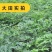前胡种子观果种籽国产散装四季一年生红色庭院观叶种孑