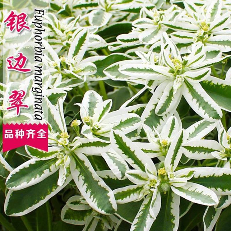银边翠种子高山积雪种籽景观花海盆栽观叶草观赏绿化耐荫花卉