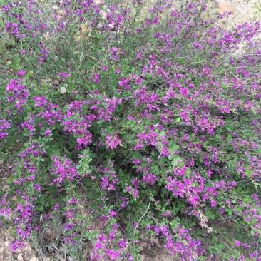 胡枝子种子胡枝条种籽道路护坡灌木山地荒山绿化水土保持绿肥