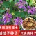 胡枝子种子胡枝条种籽道路护坡灌木山地荒山绿化水土保持绿肥