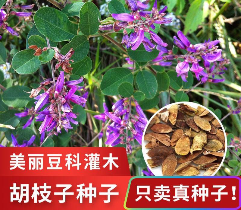 胡枝子种子胡枝条种籽道路护坡灌木山地荒山绿化水土保持绿肥