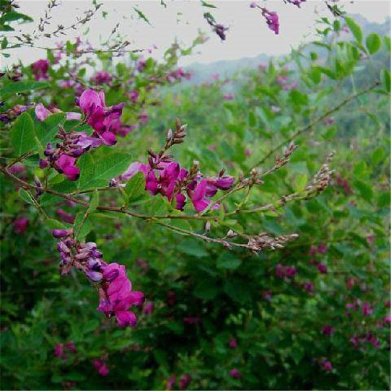 胡枝子种子胡枝条种籽道路护坡灌木山地荒山绿化水土保持绿肥