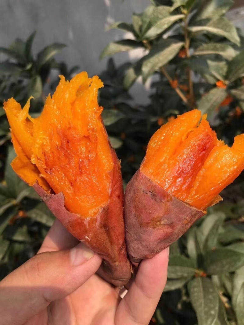 烟薯山东烟薯25烤红薯丘陵沙地种植红皮蜜薯品质保证