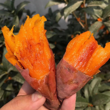 烟薯山东烟薯25烤红薯丘陵沙地种植红皮蜜薯品质保证
