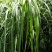锯齿草鲁班草种子虉草种子家居美化植物都市阳台庭院绿化