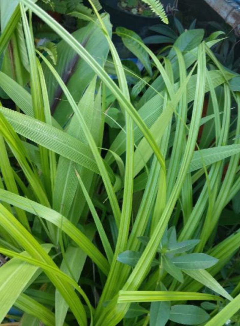 锯齿草鲁班草种子虉草种子家居美化植物都市阳台庭院绿化