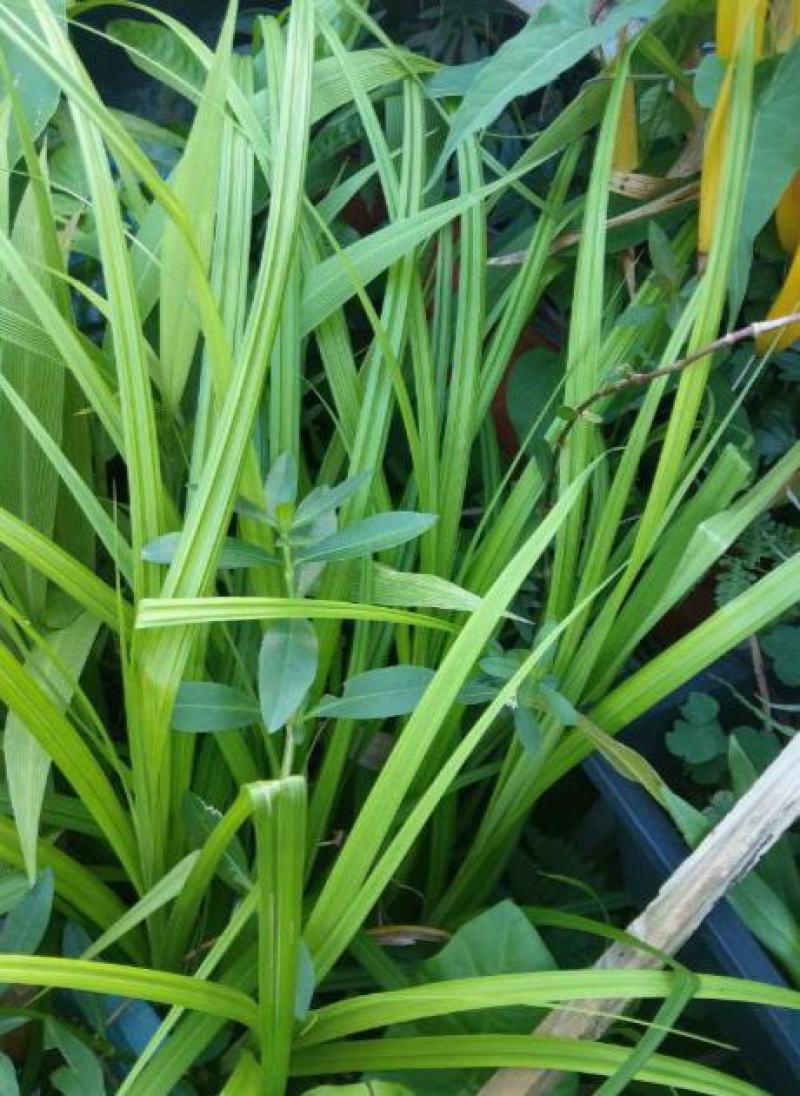 锯齿草鲁班草种子虉草种子家居美化植物都市阳台庭院绿化