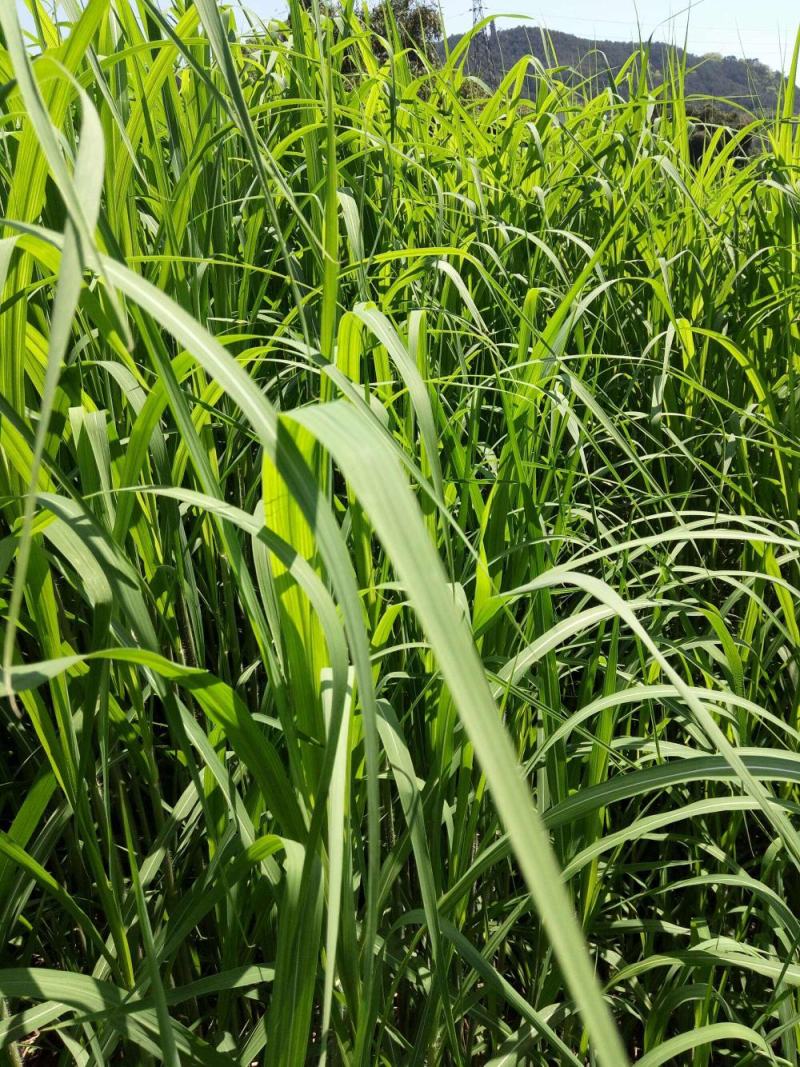 锯齿草鲁班草种子虉草种子家居美化植物都市阳台庭院绿化