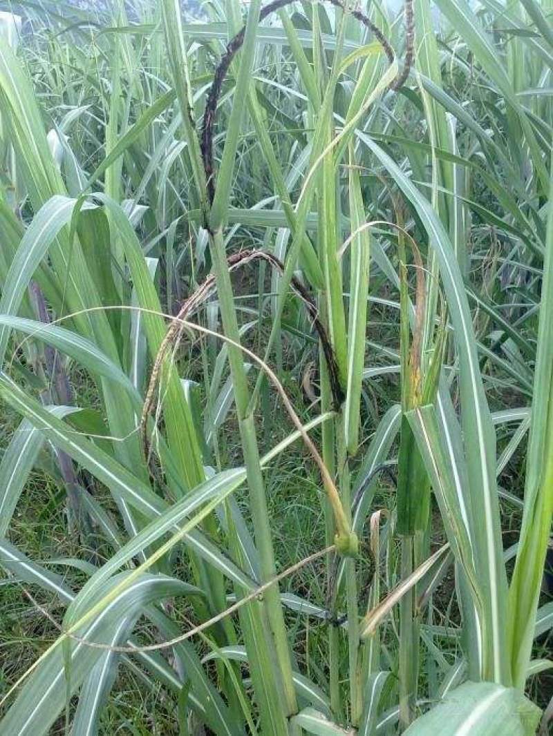 锯齿草鲁班草种子虉草种子家居美化植物都市阳台庭院绿化