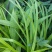 锯齿草鲁班草种子虉草种子家居美化植物都市阳台庭院绿化