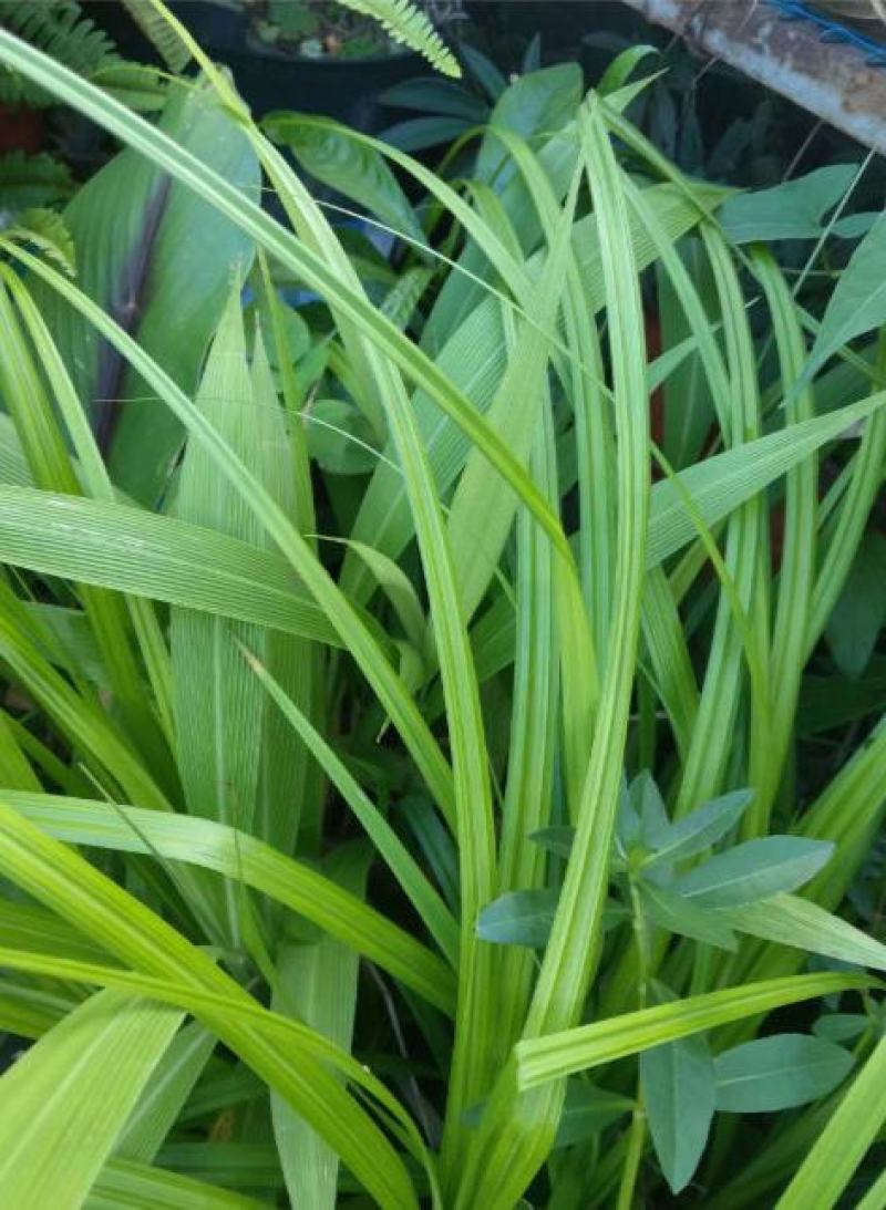 锯齿草鲁班草种子虉草种子家居美化植物都市阳台庭院绿化