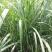 锯齿草鲁班草种子虉草种子家居美化植物都市阳台庭院绿化