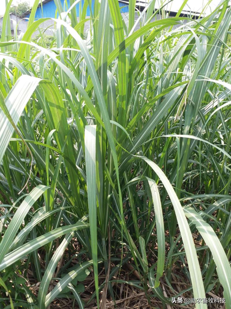 锯齿草鲁班草种子虉草种子家居美化植物都市阳台庭院绿化