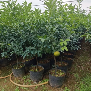 香橙头沃柑大苗，大叶积橙头沃柑苗，红桔沃柑大杯苗