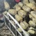 南阳莲藕，大量上市，批发，量大价优欢迎咨询下单