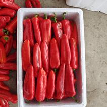 安徽精品红椒，个大，条型笔直，颜色鲜艳，种植范围广