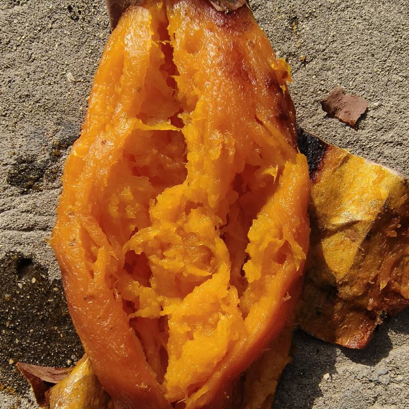 河北烟蜜薯，焦香浓甜带密皮薄如纸，暖暖绵绵量大价美下单