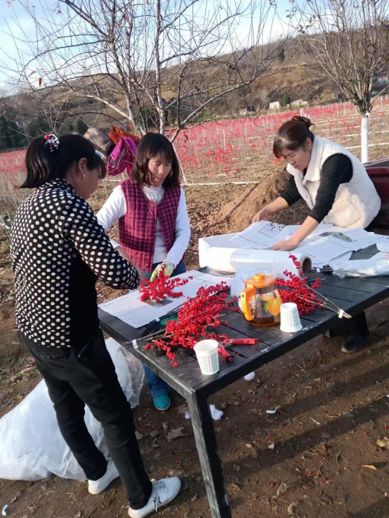 北美冬青切支新品上市速订购