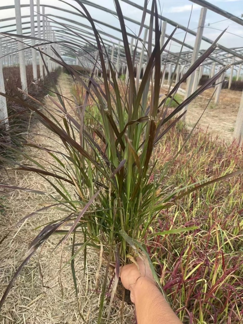 观赏草紫叶狼尾草现货供应