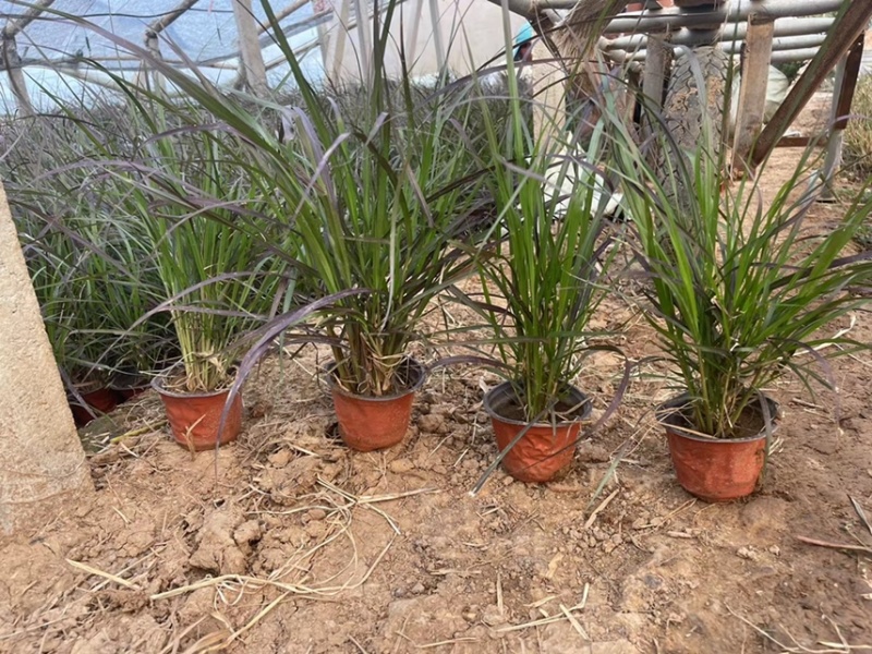观赏草紫叶狼尾草现货供应