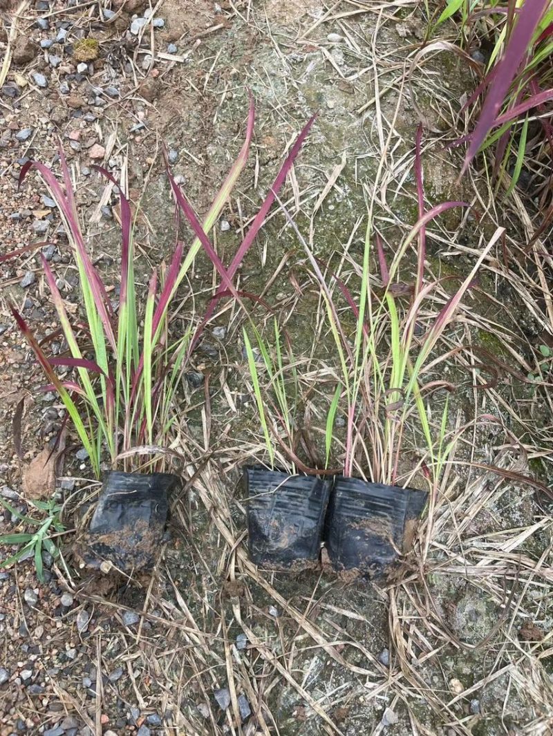观赏草紫叶狼尾草现货供应