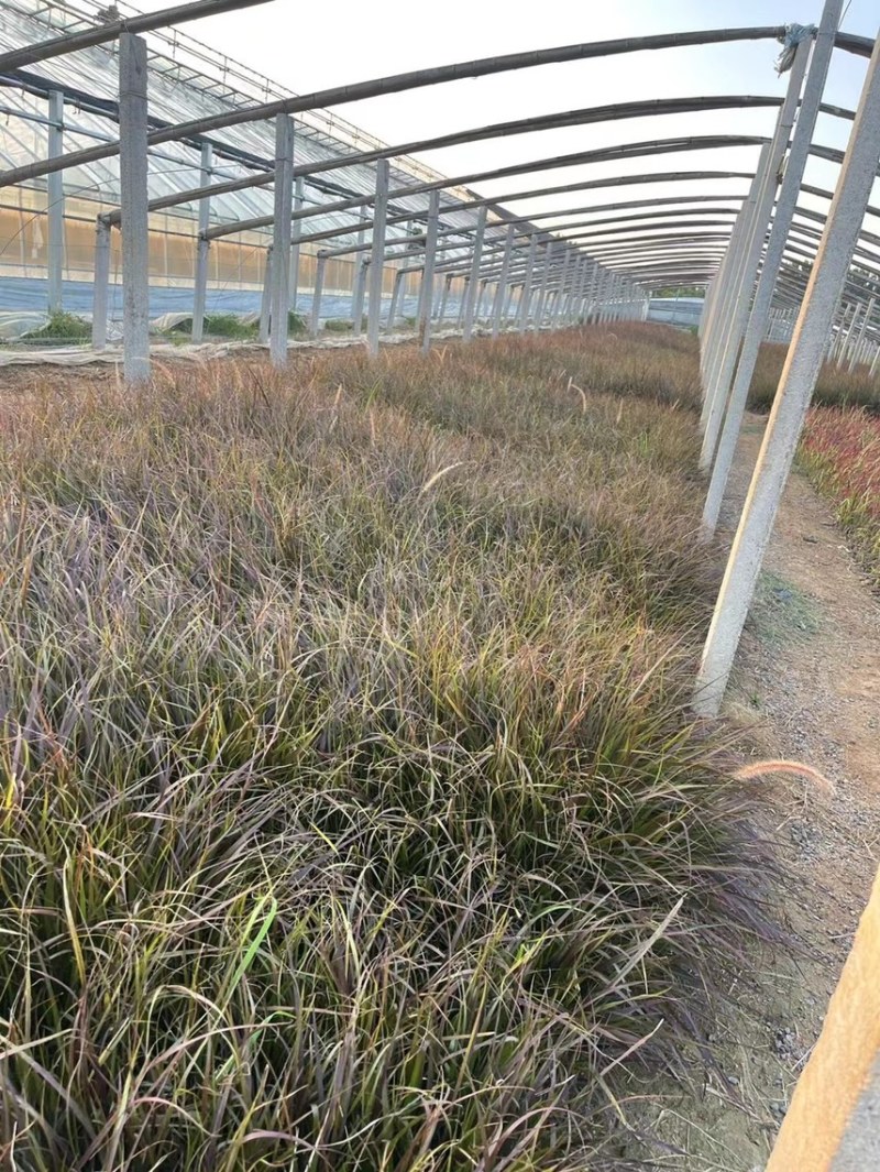 观赏草紫叶狼尾草现货供应