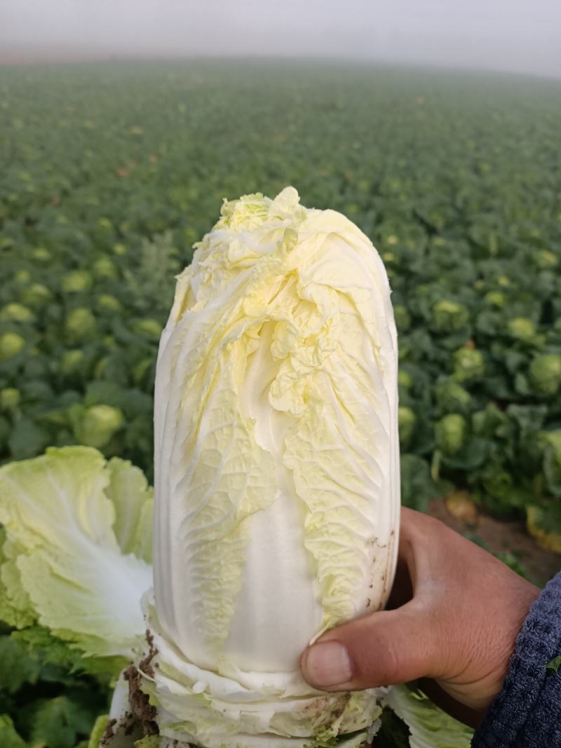 精品娃娃菜，新鲜上市，可视频看货，来电沟通