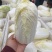 精品娃娃菜，新鲜上市，可视频看货，来电沟通