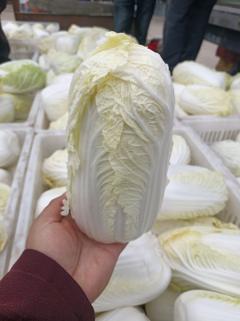 精品娃娃菜，新鲜上市，可视频看货，来电沟通