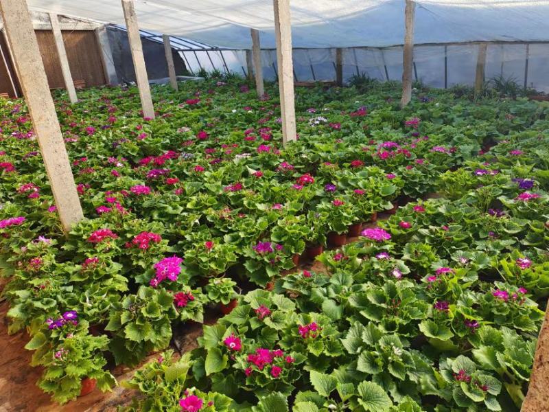 瓜叶菊基地直发质量保证数量充足现货出售欢迎咨询