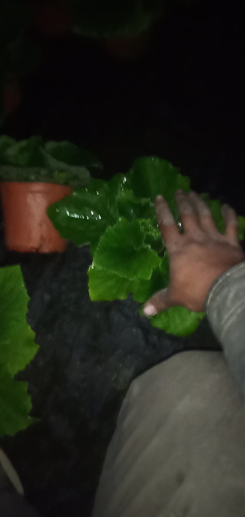 瓜叶菊基地直发质量保证数量充足现货出售欢迎咨询
