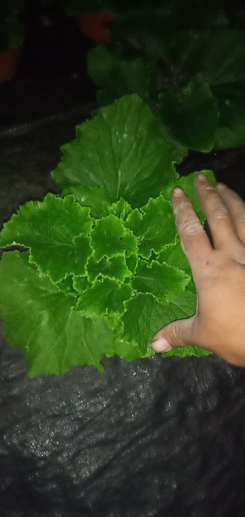 瓜叶菊基地直发质量保证数量充足现货出售欢迎咨询